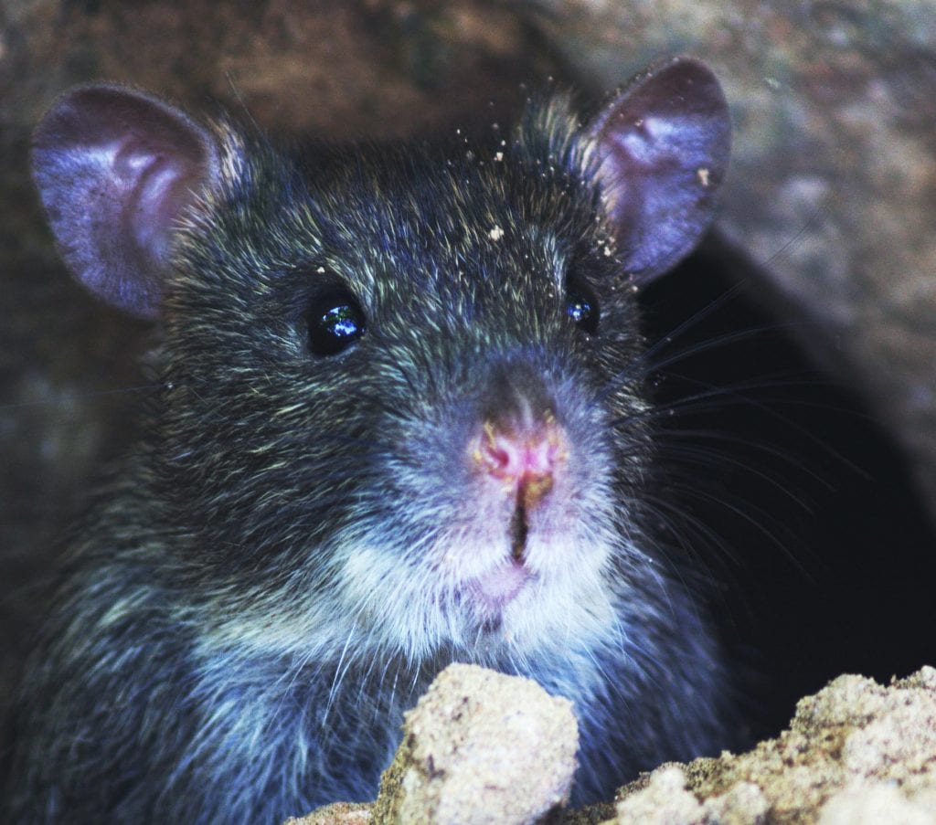 Rodent Control In Southwest Florida Roy's Wildlife and Pest Control